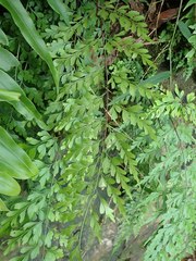 Asplenium neolaserpitiifolium
