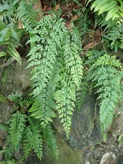 Asplenium neolaserpitiifolium