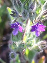 Trichostema oblongum