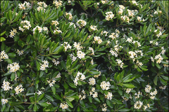 Pittosporum tobira