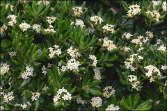 Pittosporum tobira