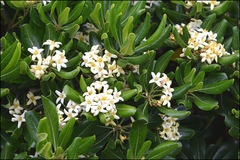 Pittosporum tobira