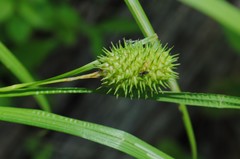 Carex squarrosa