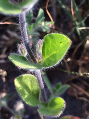 Trichostema oblongum