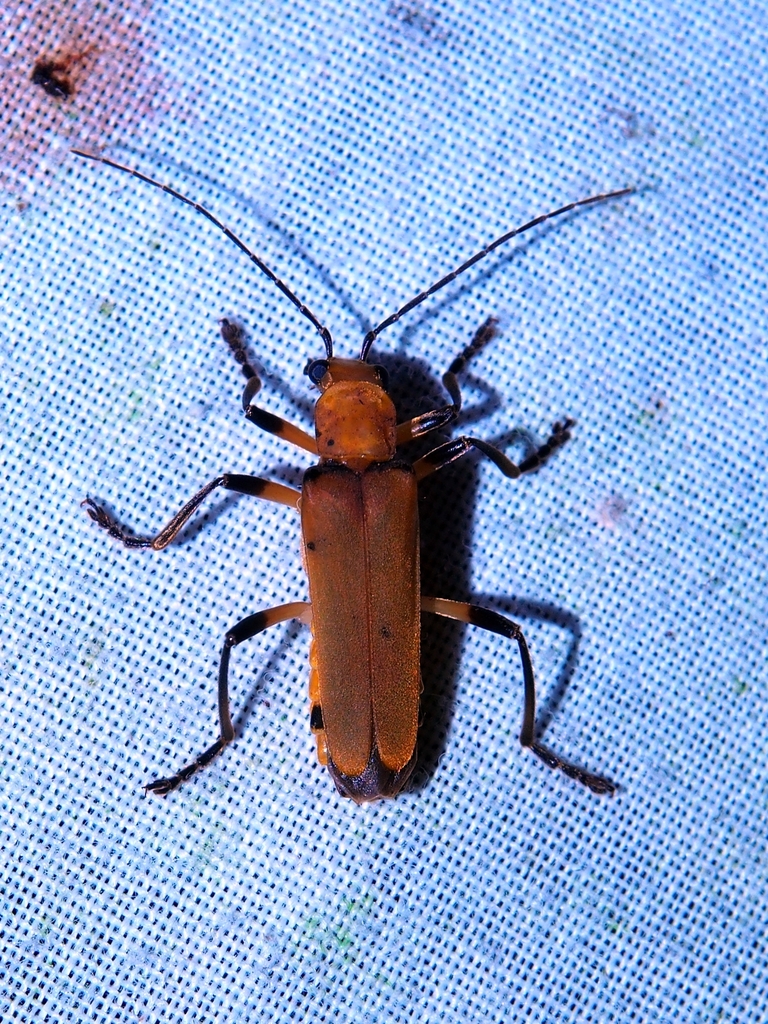 soldier beetle