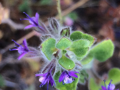 Trichostema oblongum