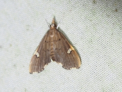 Deuterophysa asychanalis