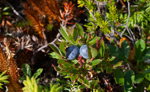Northern Blueberry (Vaccinium boreale)