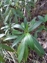 Brachyglottis kirkii