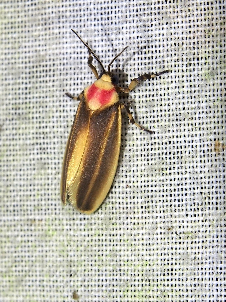 Rhabdatomis cora (Costa Rica Insects) · iNaturalist