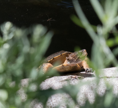 iNaturalist observation photo of Northwestern Pond Turtle