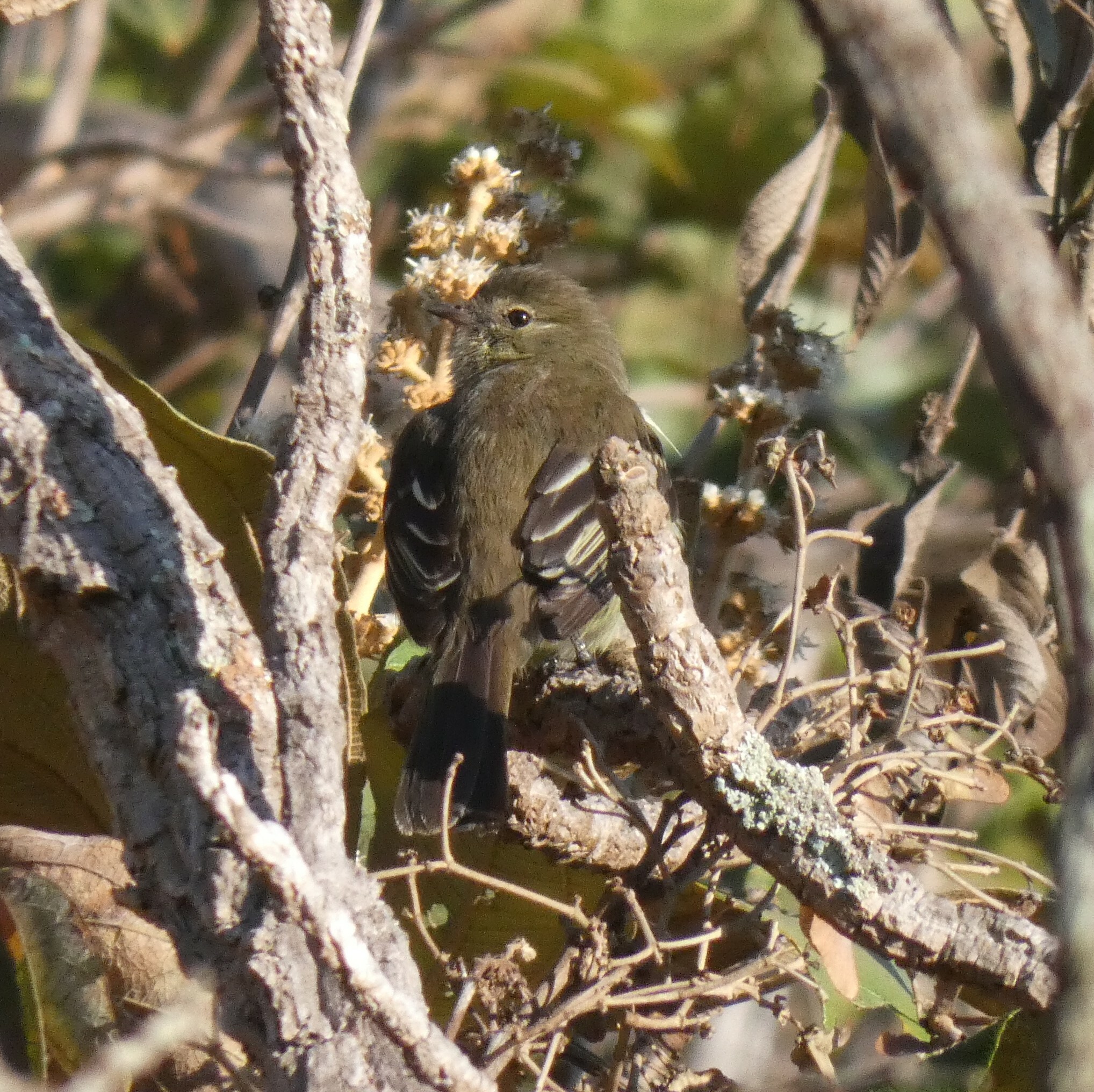 Small-headed Elaenia (Elaenia sordida), photo 10