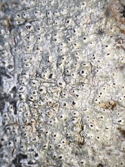 Pertusaria pustulata