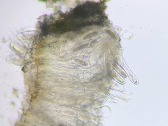 Pertusaria pustulata