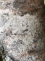 Pertusaria pustulata