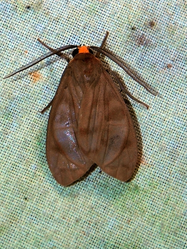 Tricypha imperialis