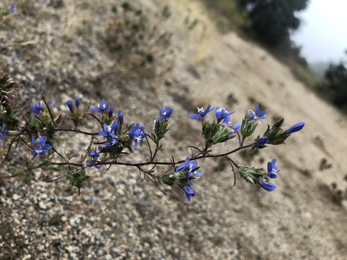 Sapphire woollystar (Eriastrum sapphirinum)