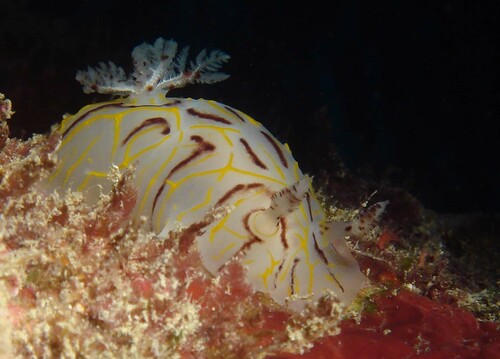 Halgerda johnsonorum observed 2009-01-17