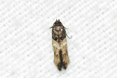 Walshia miscecolorella