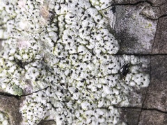 Minutoexcipula mariana