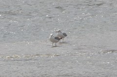 Ichthyaetus ichthyaetus