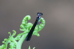 Heliocypha biseriata
