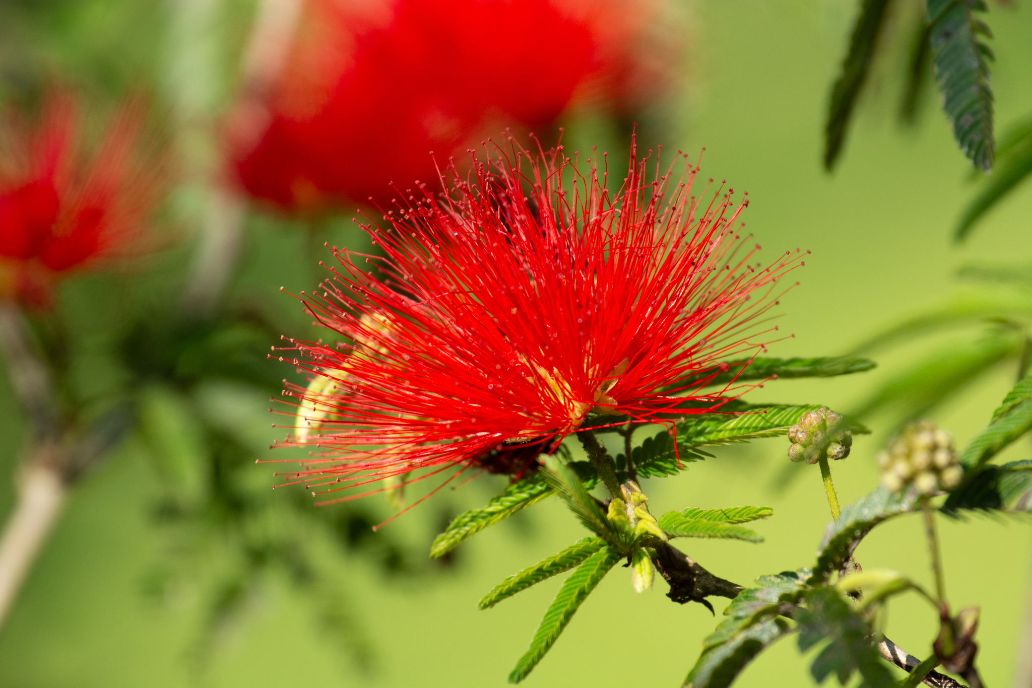 Calliandra tweediei