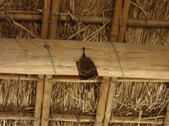 Rhinolophus formosae