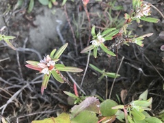 Polygonum paronychia
