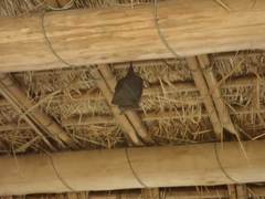 Rhinolophus formosae