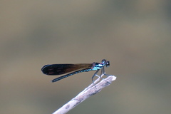 Heliocypha biseriata