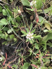 Polygonum paronychia