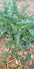 Pulmonaria officinalis