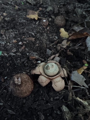 Geastrum triplex