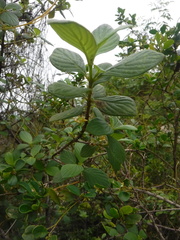 Rubiaceae