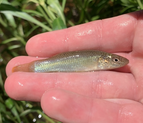 Speckled killifish