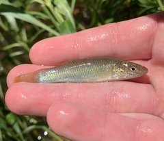 Fundulus rathbuni
