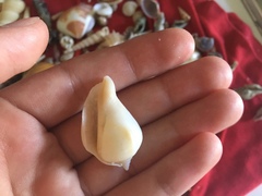 Laevistrombus canarium