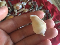 Laevistrombus canarium