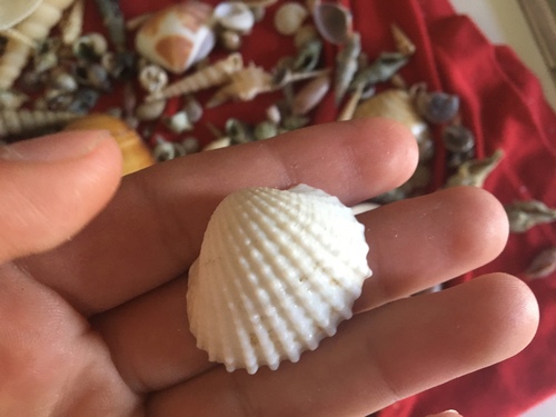 blood clam