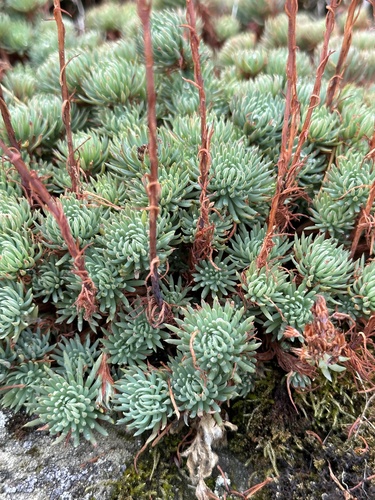 Rock Stonecrop