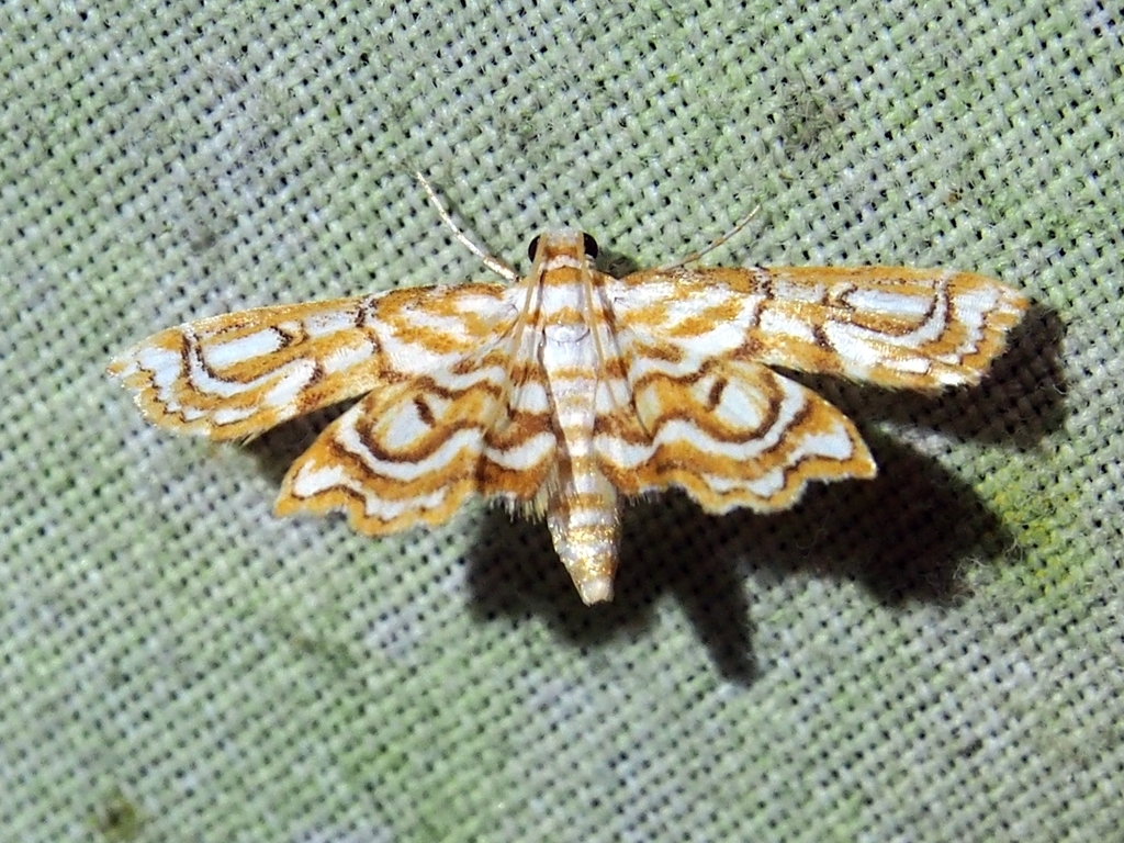 Undulambia