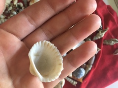 Tegillarca granosa