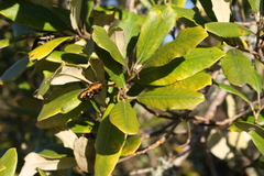 Pittosporum ralphii