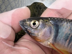 Freshwater Sprat photo 3