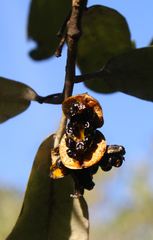 Pittosporum ralphii