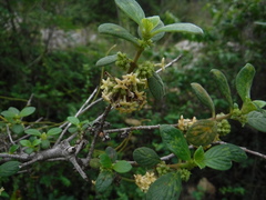 Rubiaceae