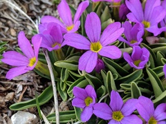 Primula angustifolia
