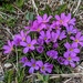 Alpine Primrose - Photo (c) hbexplore, some rights reserved (CC BY-NC), uploaded by hbexplore