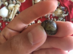 Paratectonatica tigrina